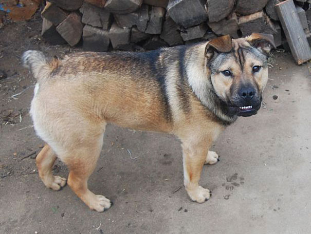 23 Adorables Chiens Croisés Vous Allez Tomber Sous Le