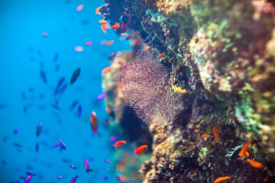 Grande barrière de corail queensland australie