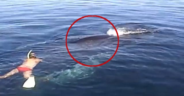 Baleine
