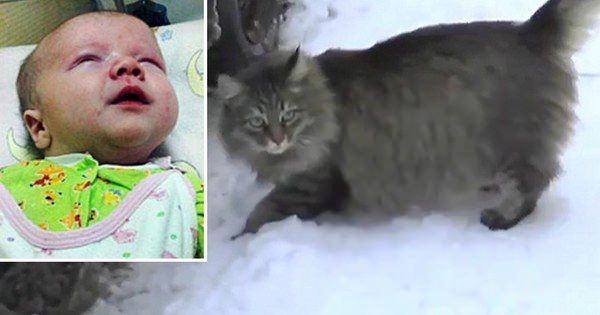 Un Chat Sans Foyer Sauve Un Bebe Abandonne Pres D Une Poubelle En Se Blottissant Contre Lui Pour Le Proteger Du Froid