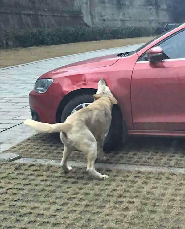 Revanche chien 1