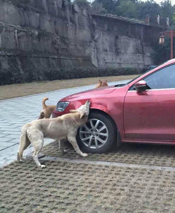 Revanche chien 3