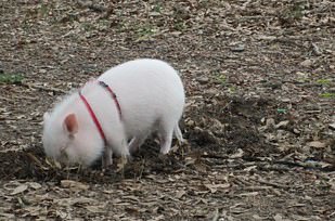 1135