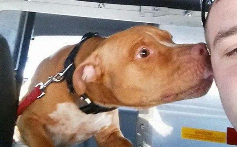 Un policier sauve un pitbull f