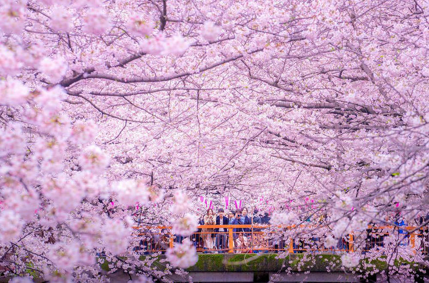 Des Cerisiers En Fleurs Colorent Un Lac En Violet Apportant