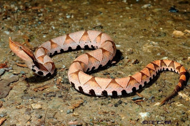 40 des serpents les plus 28