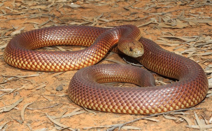 40 des serpents les plus 32