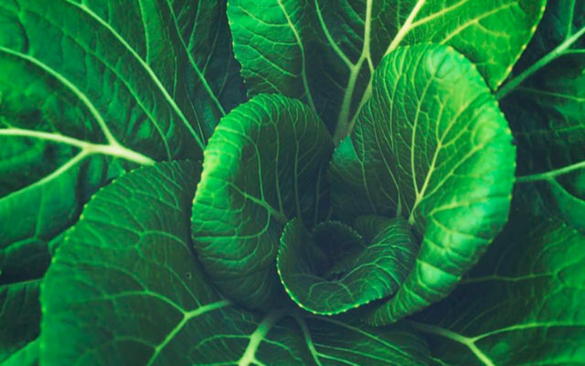 Les 11 antibiotiques naturels les 09