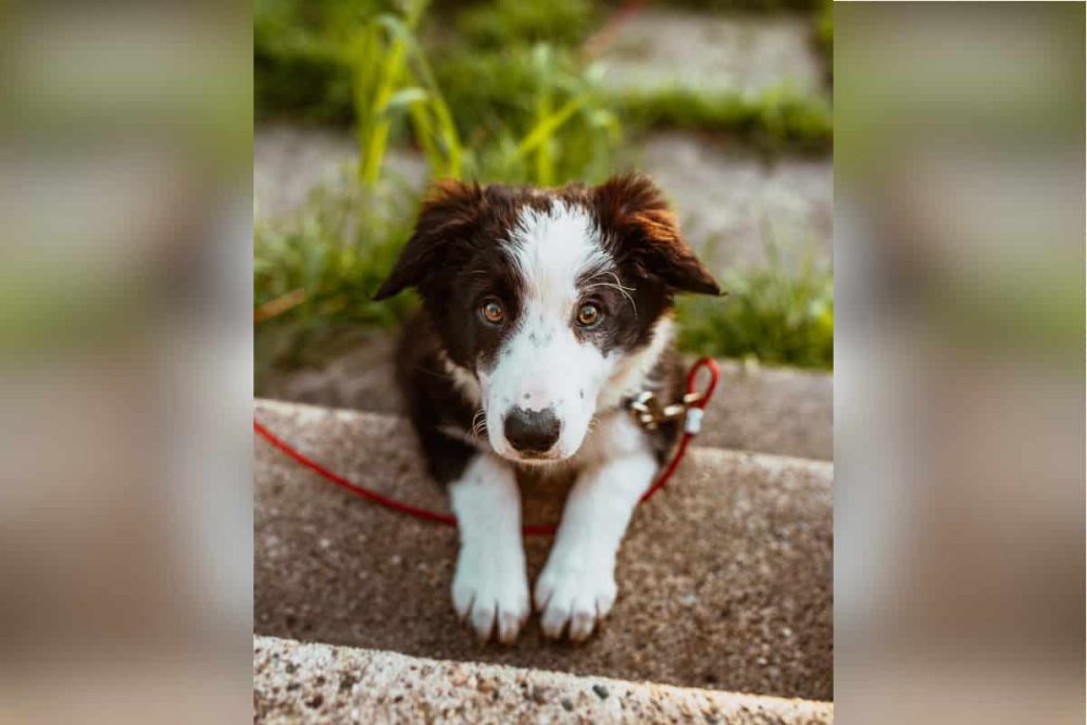 a dog looking at the camera