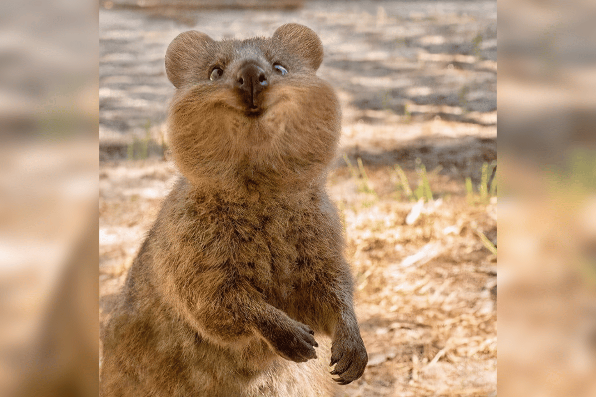 a close up of an animal