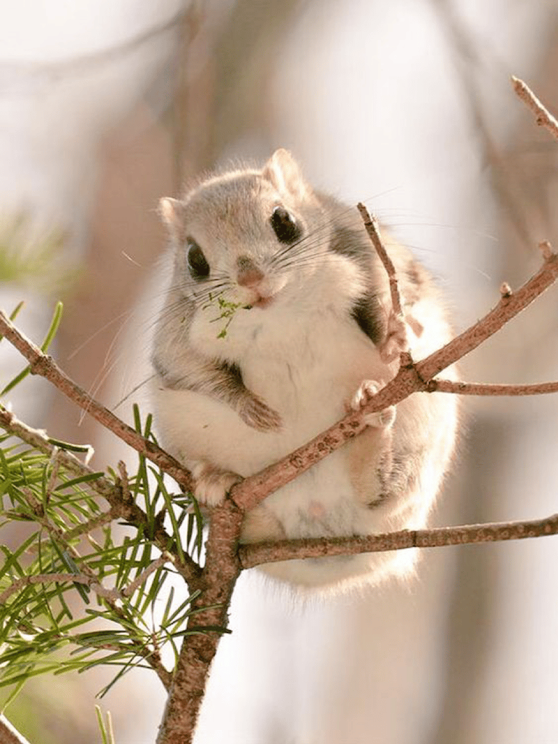 polatouche de sibérie