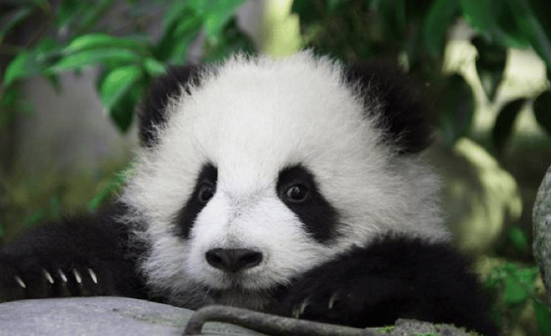 bébé panda