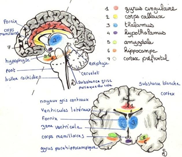 Les ⁤mécanismes ⁤neurobiologiques qui amplifient le‍ stress chez les hypersensibles et ‌HPI
